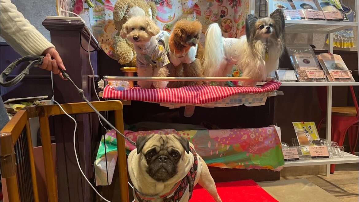 【パグカフェ】【トイプードル】89cafeパグカフェ〜空堀商店街〜#トイプードル #トイプードアプリコット #ドッグカフェ #ドッグカフェ大阪 #天王寺区