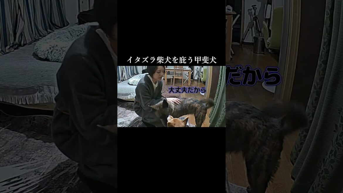 イタズラ柴犬が叱られそうになると必死で庇う甲斐犬が健気! #甲斐犬 #柴犬 #youtubeshorts イタズラ柴犬が叱られそうになると必死で庇う甲斐犬が健気! #甲斐犬 #柴犬 #youtubeshorts