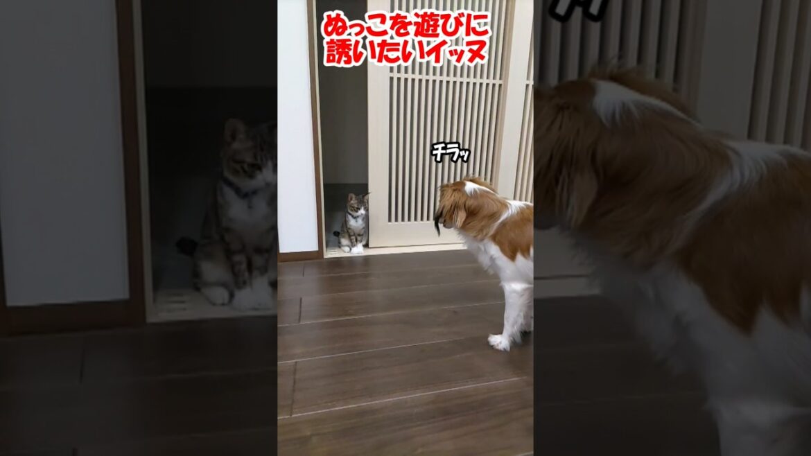 ぬっこを遊びに誘いたいイッヌ【コーイケルホンディエ】【保護猫】