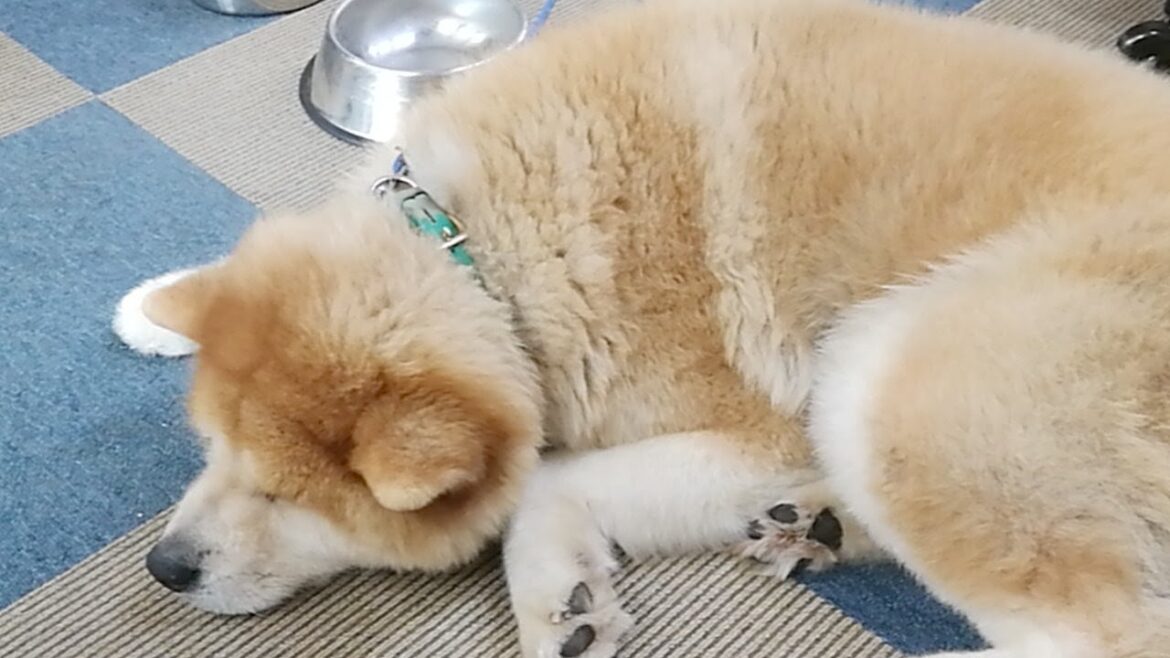 秋田犬会館配信！