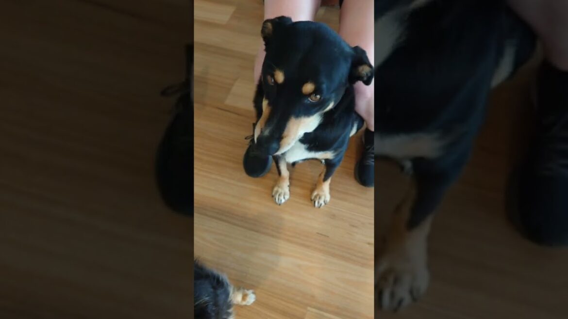 【オーストラリア】Kelpie trying blueberry | ブルーベリーを試す犬 【オーストラリア】Kelpie trying blueberry | ブルーベリーを試す犬