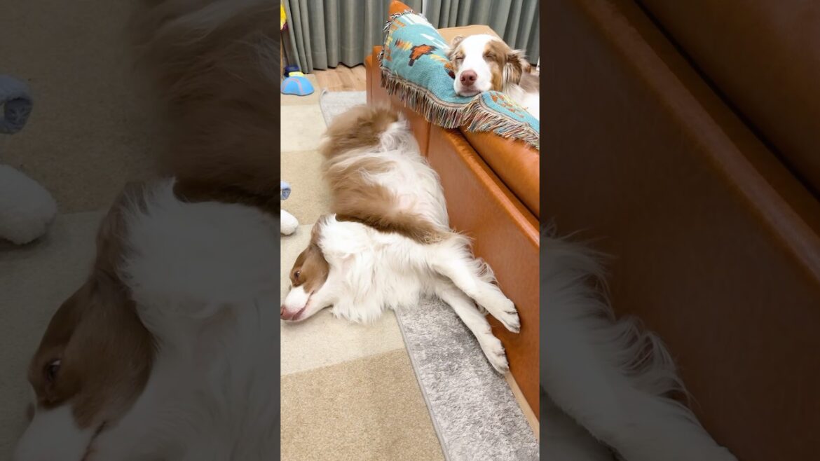 犬達の寝顔が対照的すぎて愛おしい😂♡【ボーダーコリー・オーストラリアンシェパード】#shorts