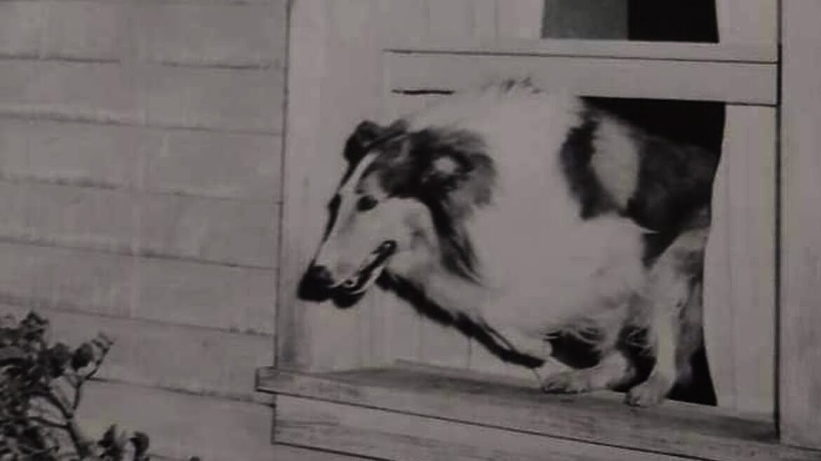 Lassie stunts ep 1  Jumping through window panes