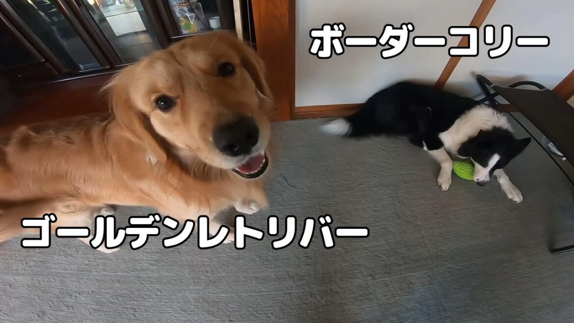 家を破壊する犬達｜やんちゃな少年大型犬と初老中型犬のドタバタ生活｜ゴールデンレトリバーはるしこ君とボーダーコリー先輩
