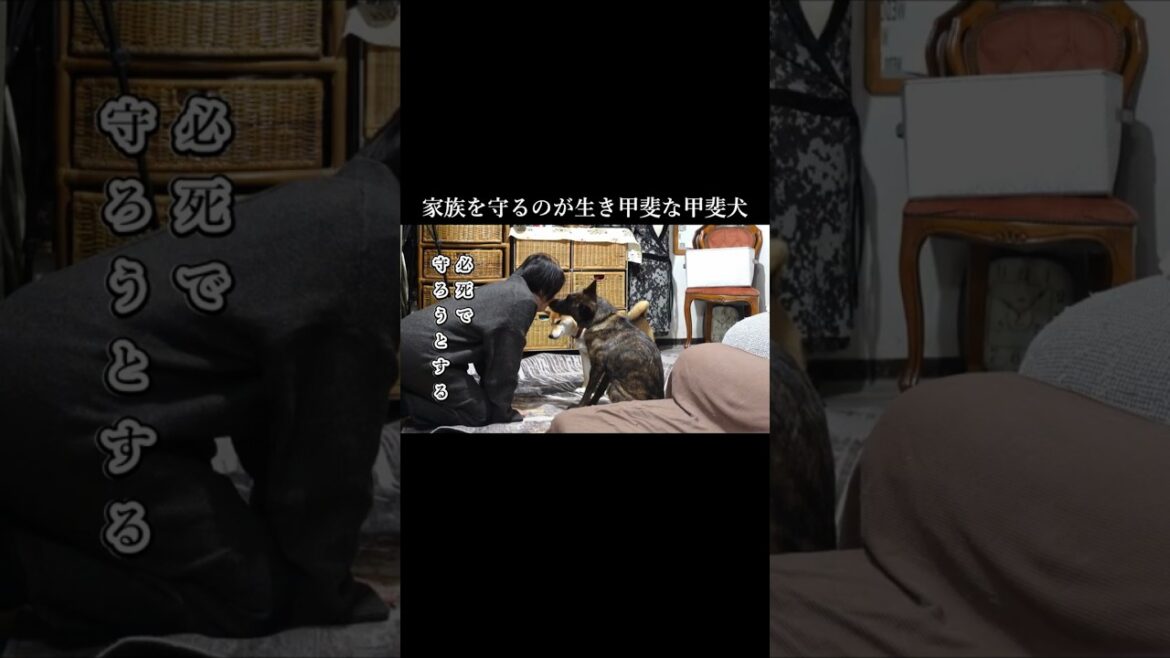 家族を守る事が生き甲斐な甲斐犬　#甲斐犬 #柴犬 #youtubeshorts