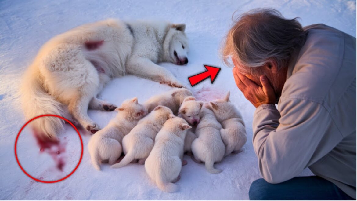 Lonely Rancher Finds 8 Abandoned Samoyed Dog Puppies in Blizzard, 1 Year Later, They Did...