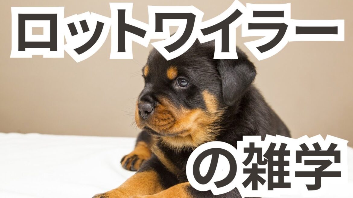 【ロットワイラーの雑学】＃犬＃動物＃雑学＃字幕＃AI