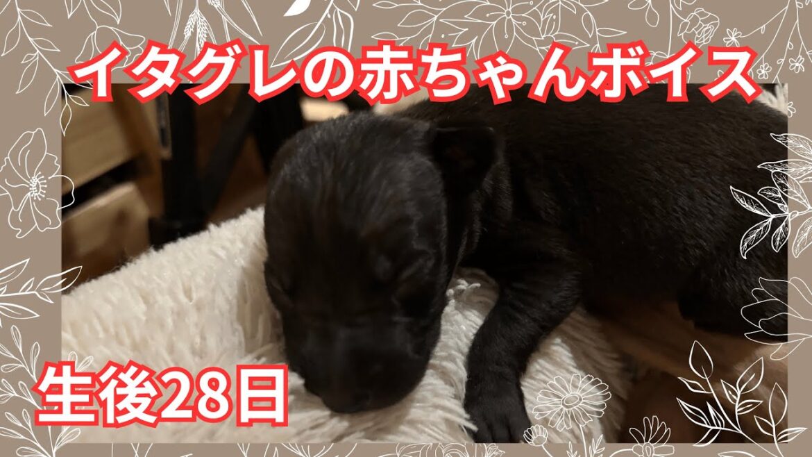 生後28日!!イタグレの赤ちゃん 生後28日!!イタグレの赤ちゃん