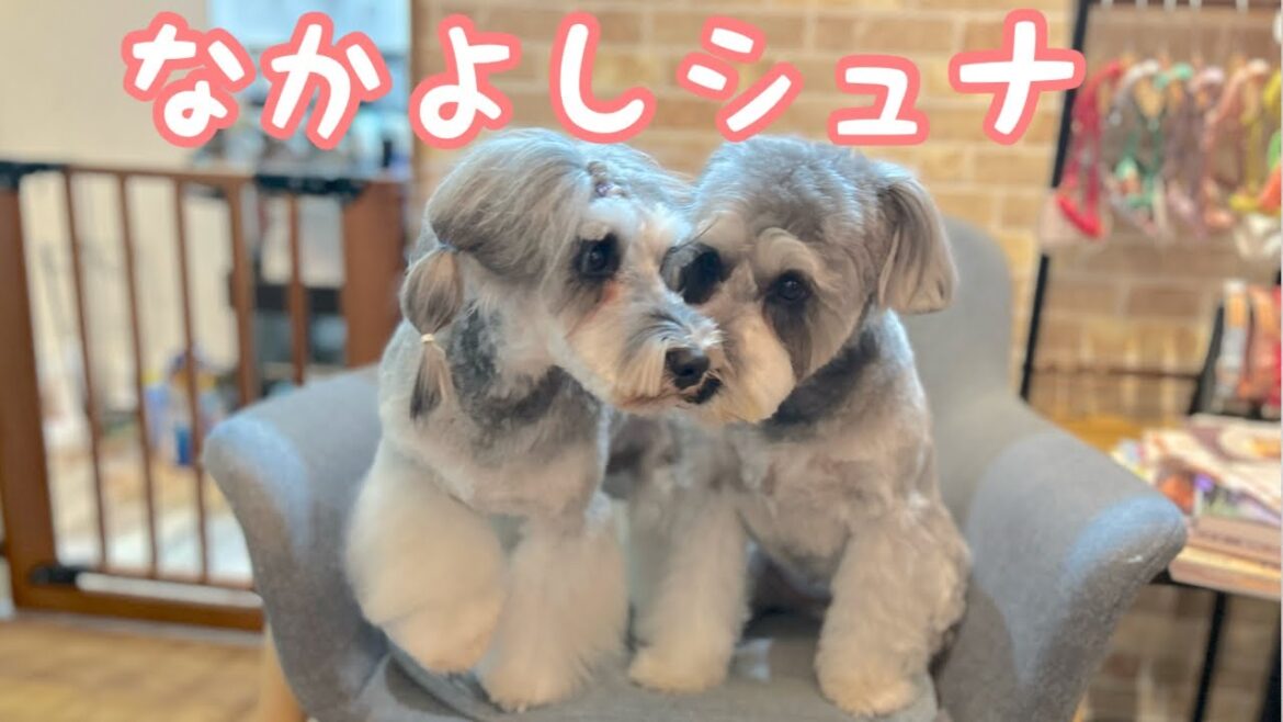 本当の兄妹の様なかわいいミニチュアシュナウザー（koaくん）（puaちゃん）
