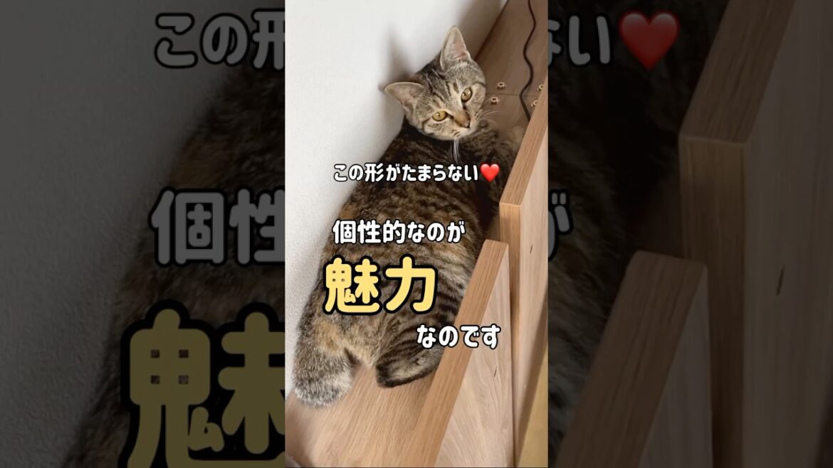 【Bobtail】幸せを呼ぶ鍵尻尾【保護猫】 #shorts #猫 #モフモフ#ねこ #catlovers