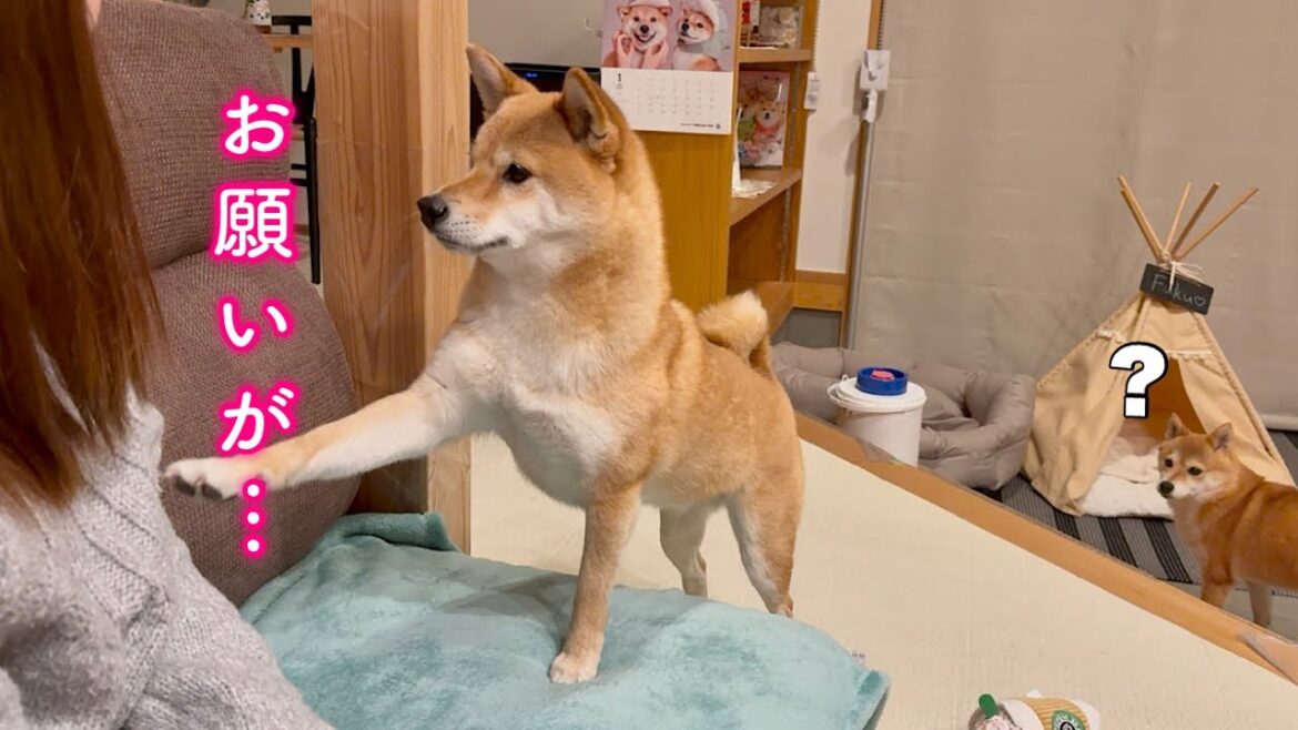 夜になるとママにあるお願いをするようになった柴犬が可愛い