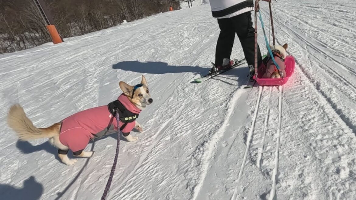 コーギーのゆき＆ゆめ　黒姫高原スノーパークで遊ぶ　Corgi's Yuki & Yume Running on a ski slope