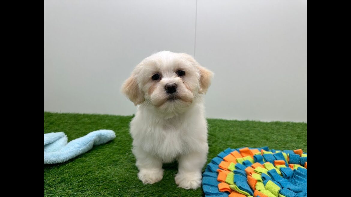 🐶 Lhasa Apso 🐶 reu 🐶 PUP ID 010670174 🐶