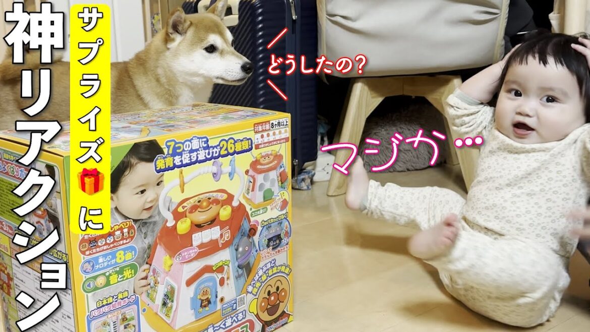 アンパンマンが大好きな１歳児と柴犬にプレゼントを渡したらリアクションが100点すぎました…笑