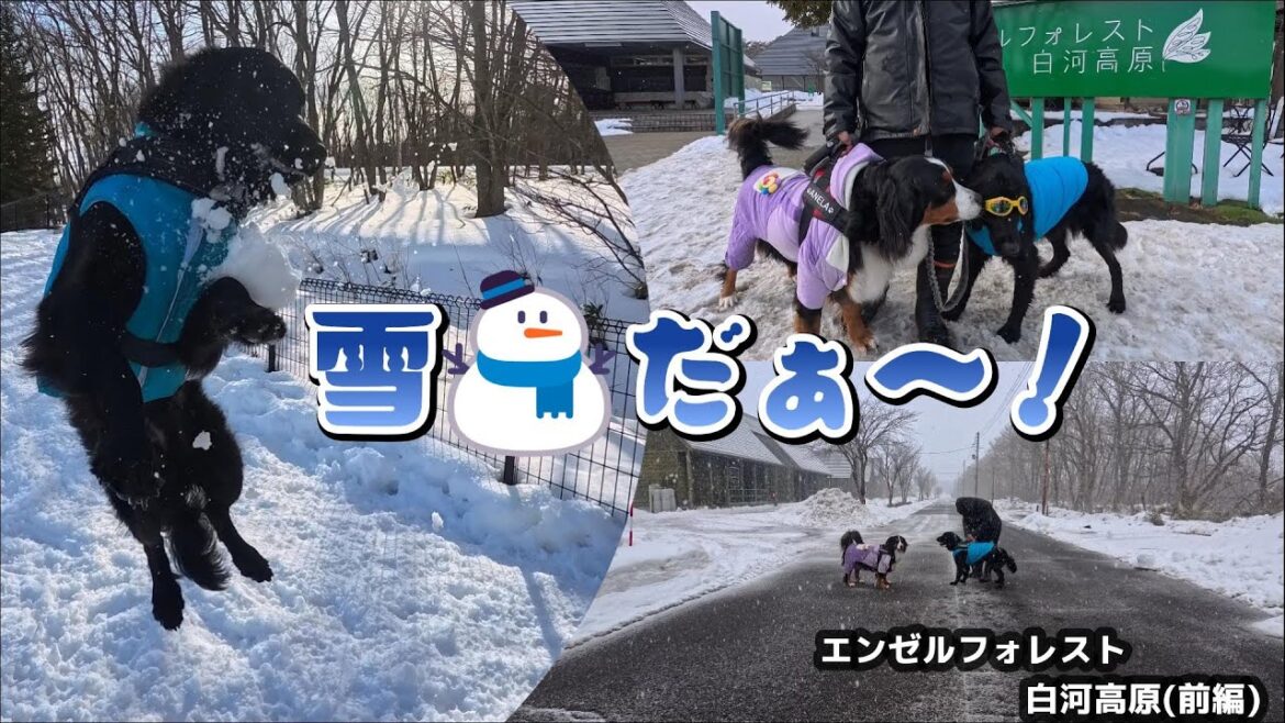 雪⛄を求めて…【エンゼルフォレスト白河高原】