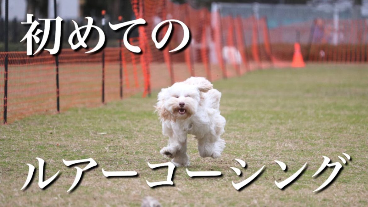 ルアーコーシングに初参加！完走はできたのか？？【中型犬】【ラブラドゥードル】ボルゾイは圧巻の走り！！