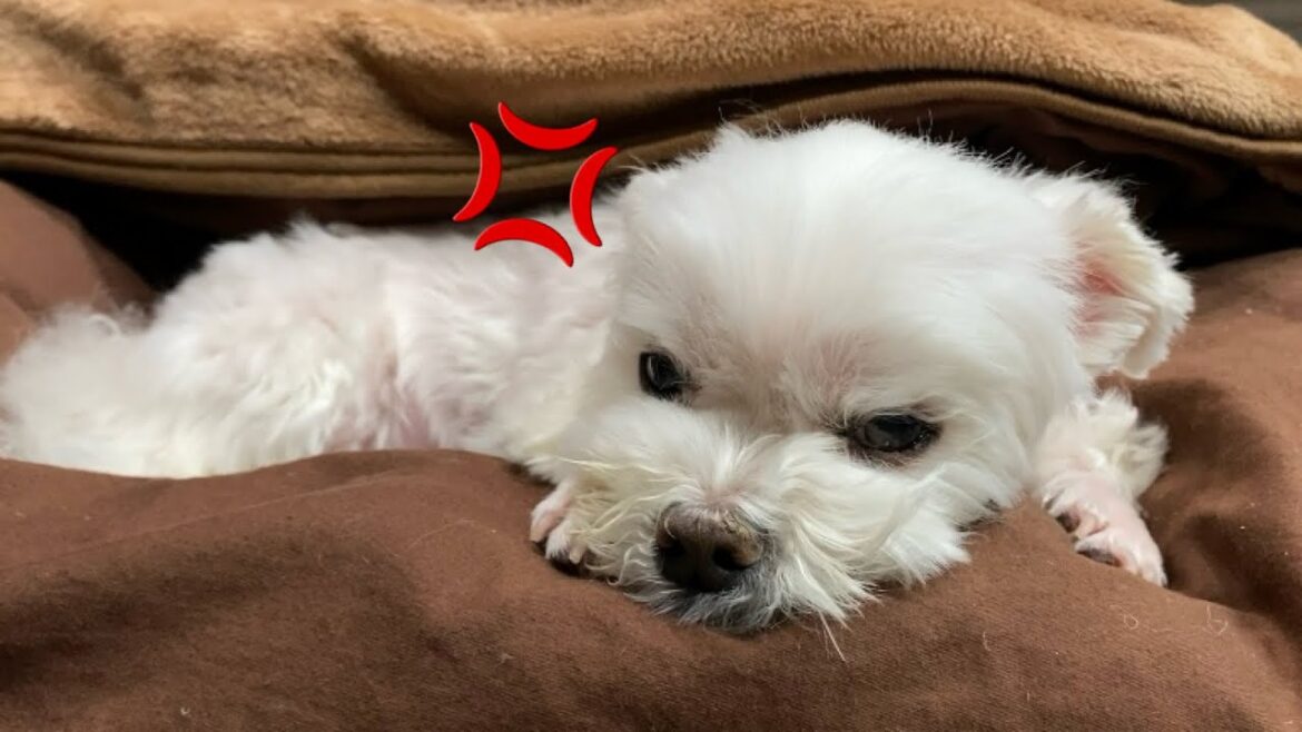 朝から愛犬が完全にブチ切れてしまいました