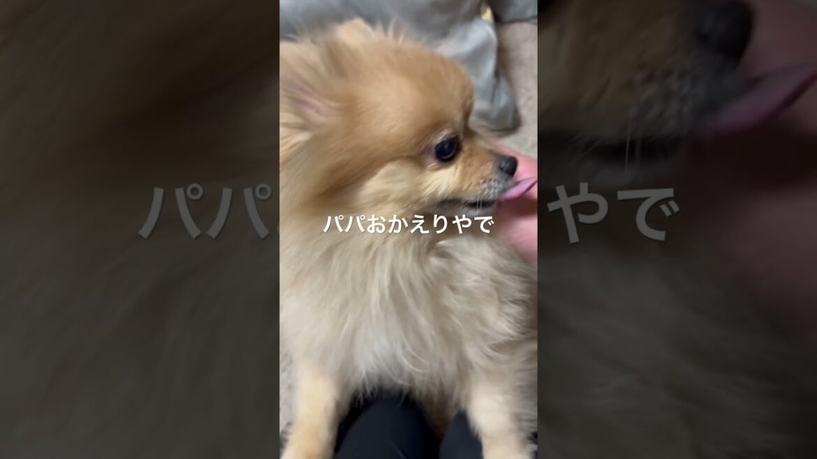 パパおかえりやで遅かったやないか【ポメラニアン】#ポン太 #ポメラニアン #pomeranian #モフモフ #ペロリ