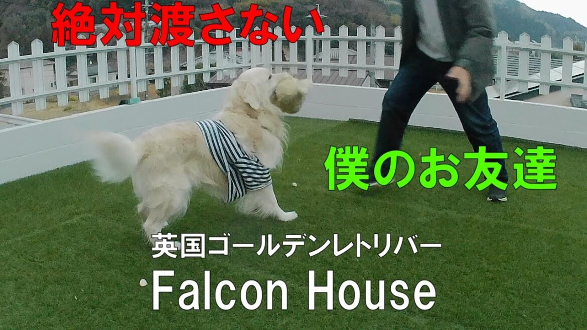 Falcon House英国ゴールデンレトリバー【僕のお友達　渡すもんか！】