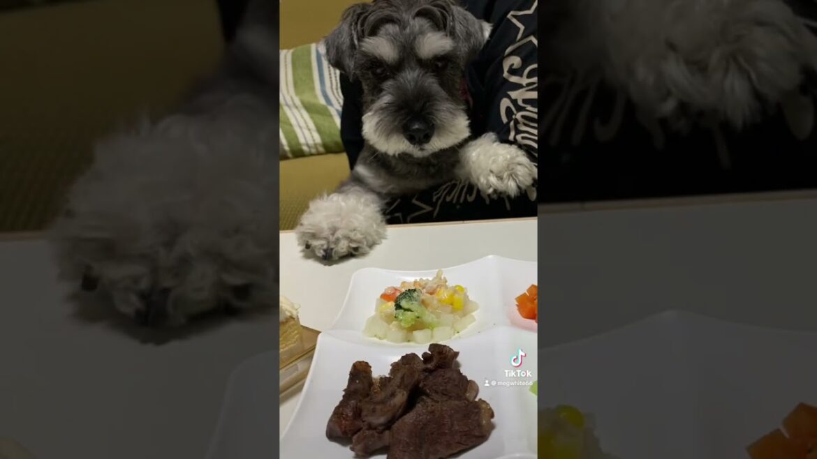 【ミニチュアシュナウザー】飼い主が作った歌だよ！「ボクは食いしんぼう」#youtubemusic #amazonmusic #spotify #音楽配信 #ミニチュアシュナウザー #shorts