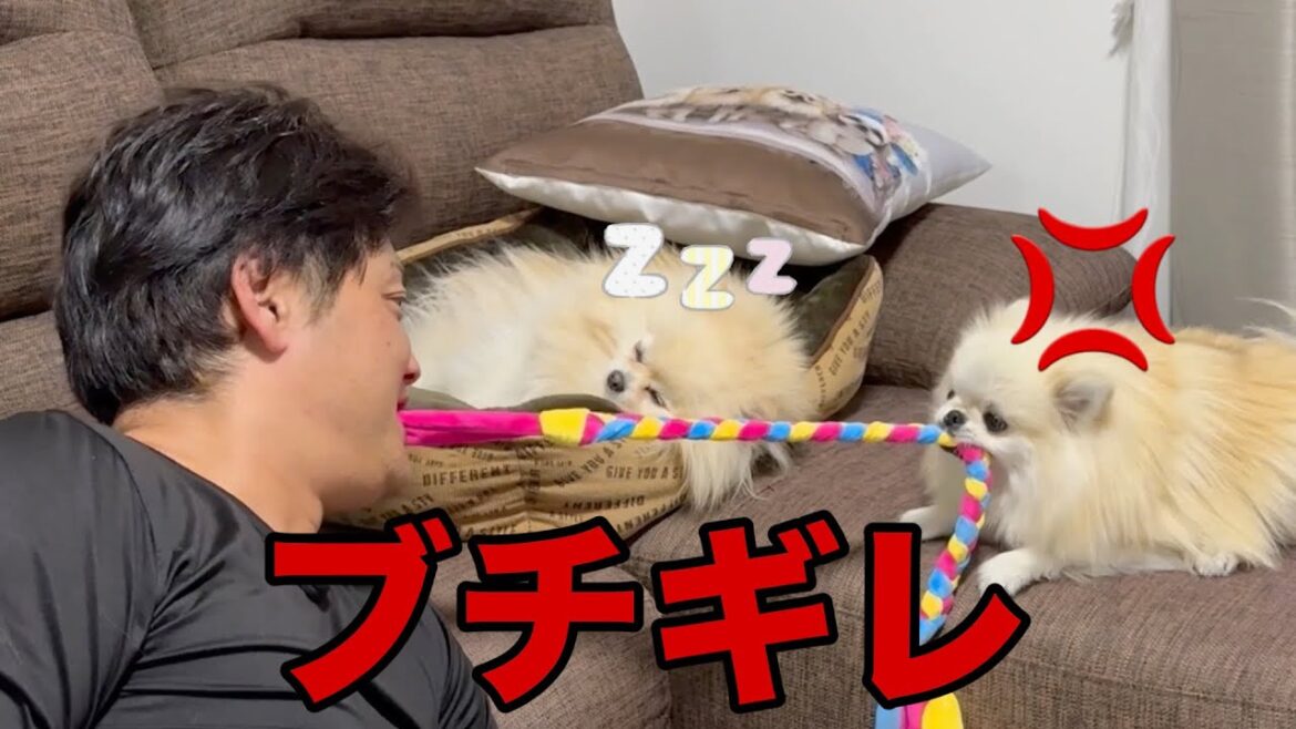 負けそうになるとキレるポメラニアン