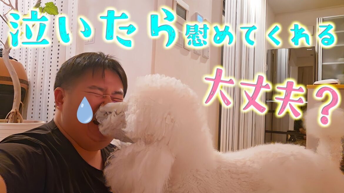 泣いたフリをするとめっちゃ顔を舐めて慰めようとするスタンダードプードルのルナ 泣いたフリをするとめっちゃ顔を舐めて慰めようとするスタンダードプードルのルナ