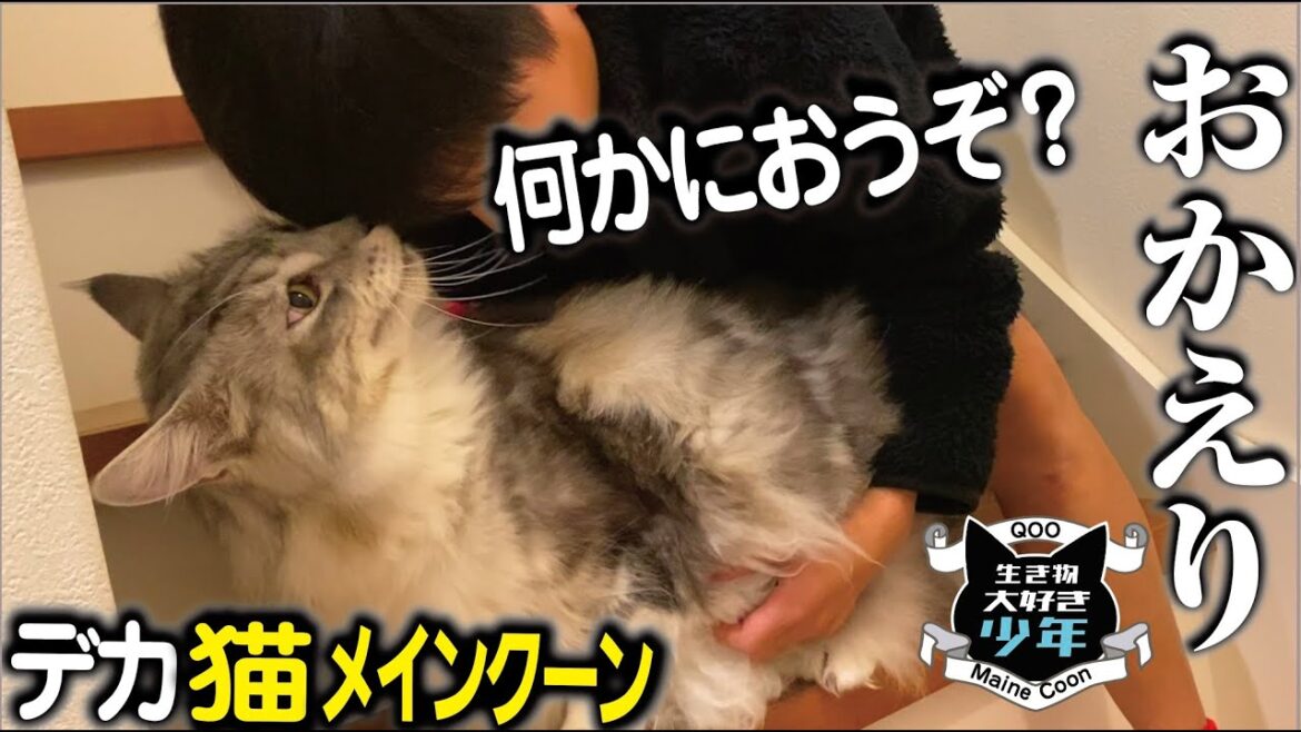 【メインクーン】留守番していた大型猫が、キャンプから帰ってきた少年の匂いの異変に気付く。