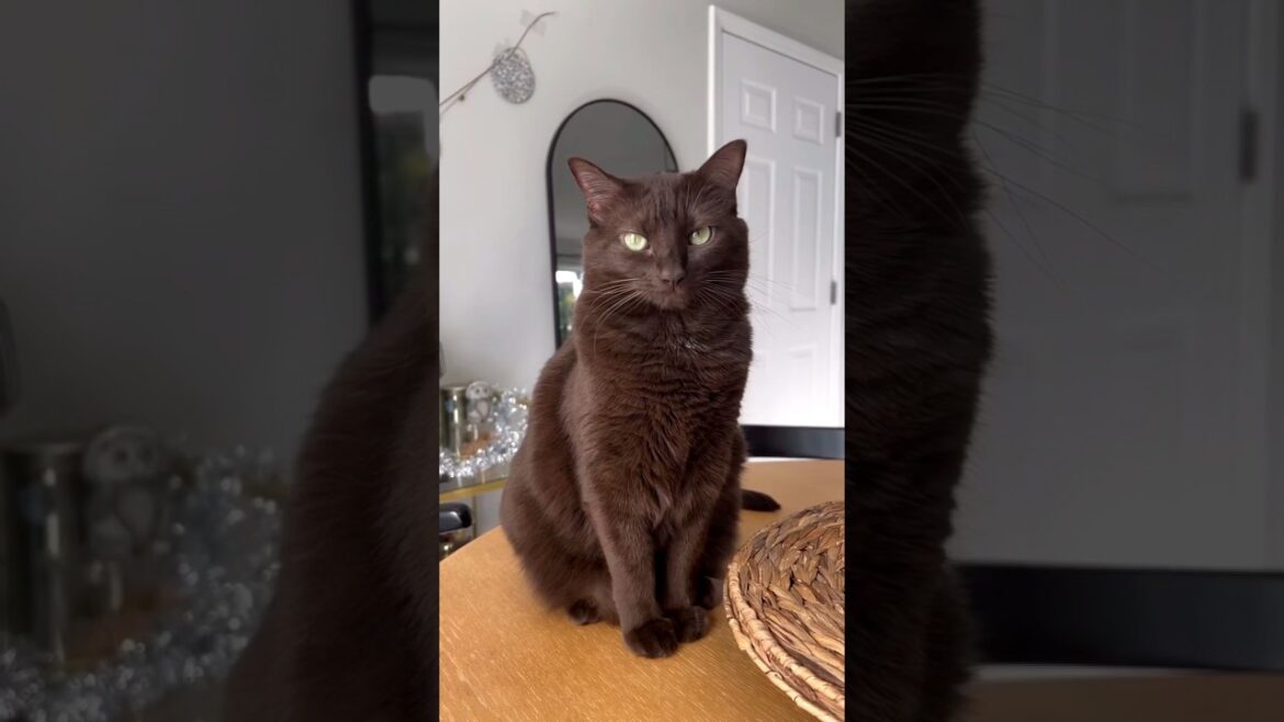 Havana Brown...follow for more amazing content🙌 #shorts