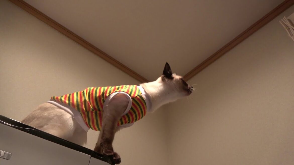 天井を見上げてやけに長く鳴き続けるシャム子猫😲 天井を見上げてやけに長く鳴き続けるシャム子猫😲