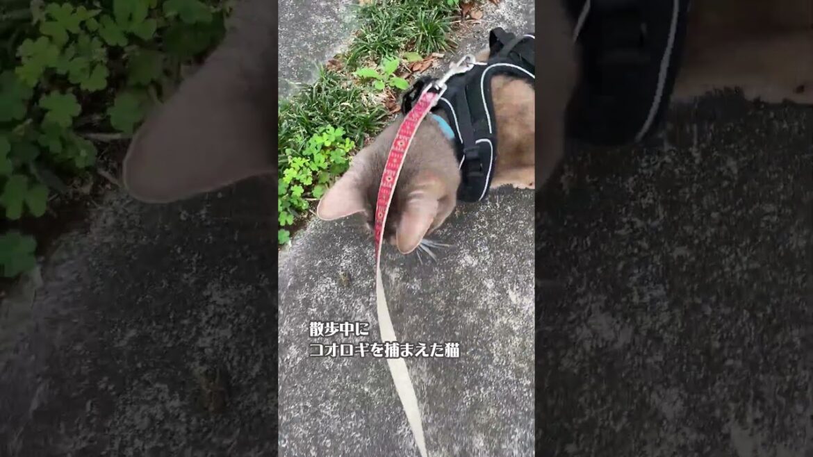 散歩中にコオロギを捕まえた猫 #shorts  #アビシニアン #猫散歩
