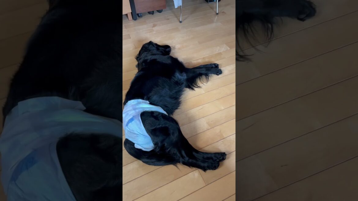 リズムを刻みます‼️#flatcoatedretriever #フラットコーテッドレトリバー #リズムのとり方