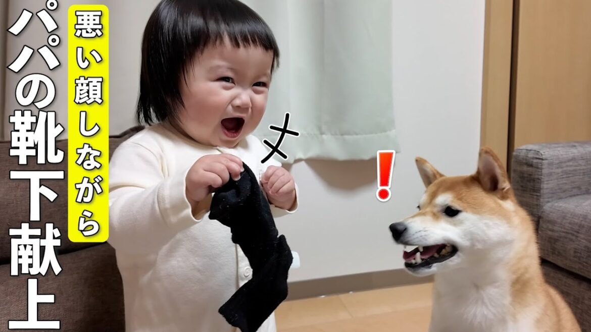 靴下が大好きな柴犬にイタズラでパパの靴下をあげる1歳児