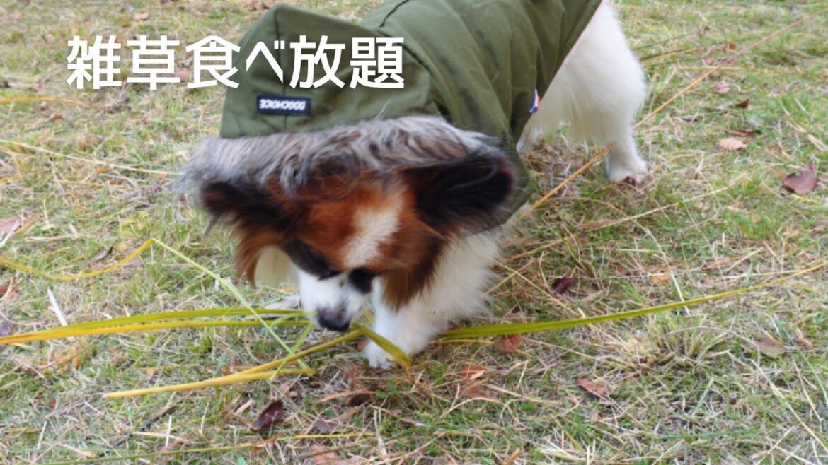 芝生に放牧されて草食動物になったパピヨン犬がこちらです【パピヨン】