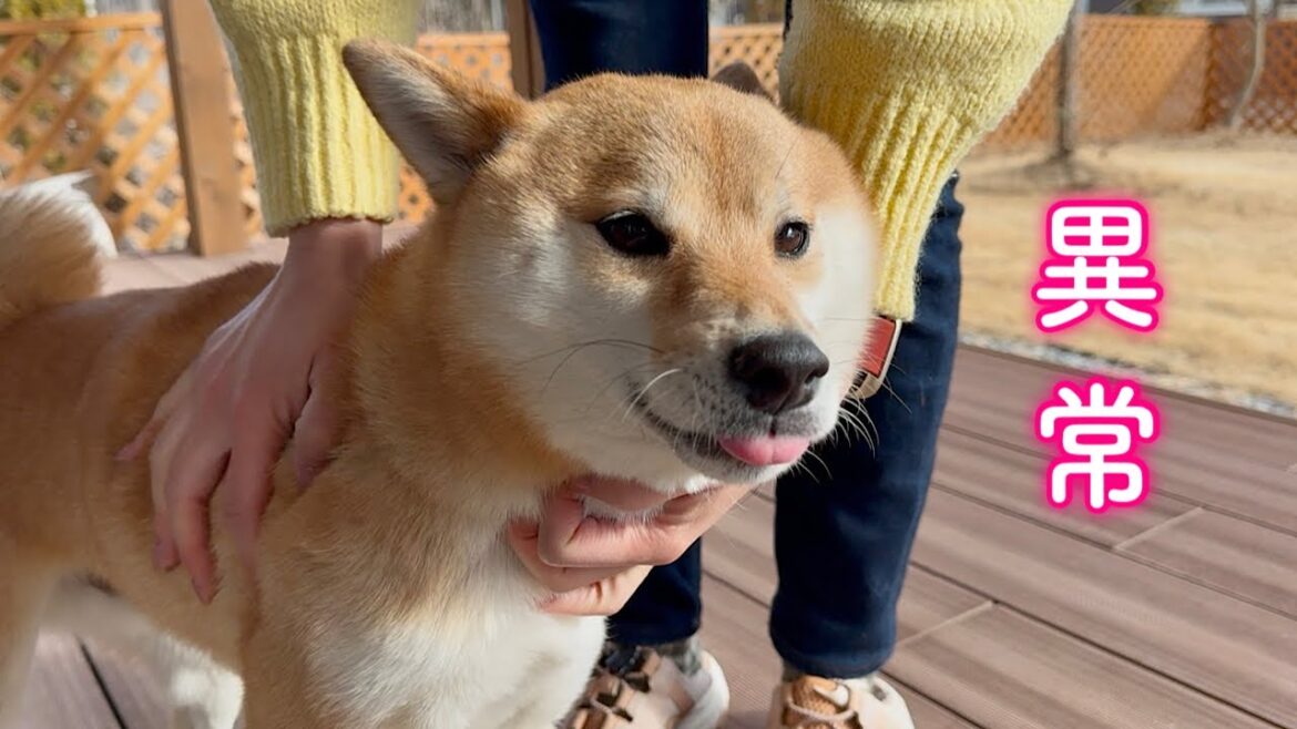 愛犬の凄さに家族一同驚愕しました…