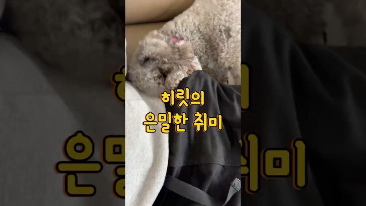 주머니 뒤지는 강아지