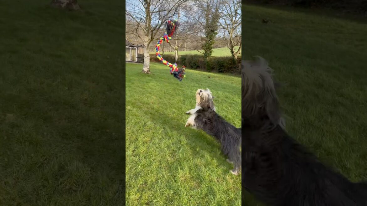 😅You threw it, you go & get it! #beardedcollie #cutedog #doglover #dogplaying #shorts
