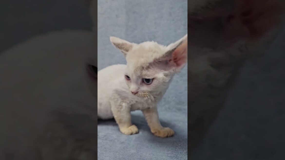 Sabrina Pointed with White Devon Rex Female Kitten Available Now | Purebred Kitties