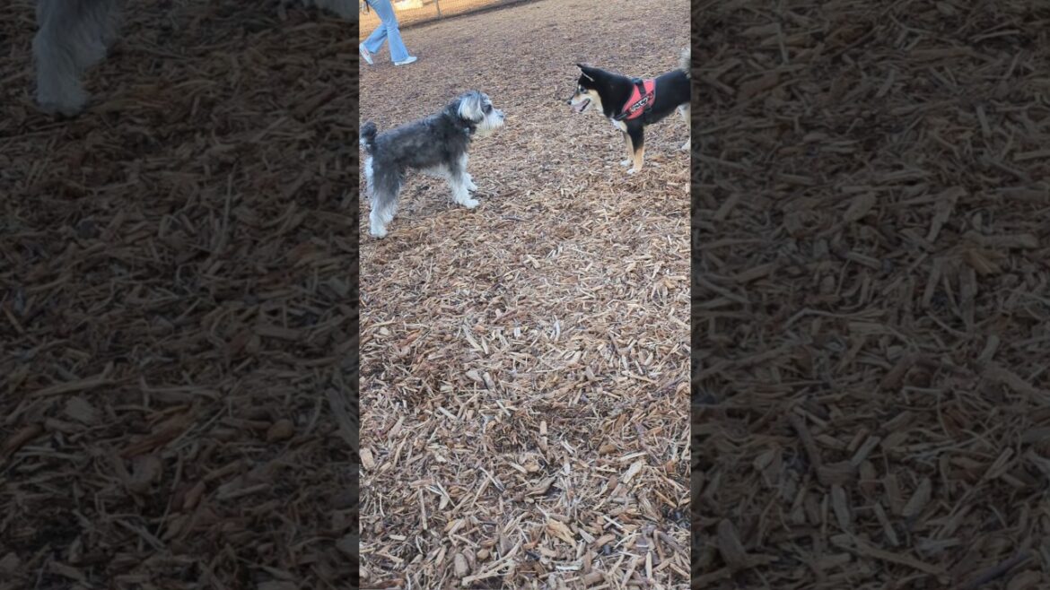 遊んでくれる子を探してるミニシュナ #miniatureschnauzer #schnauzer #dog #ミニチュアシュナウザー #シュナウザー #犬のいる生活