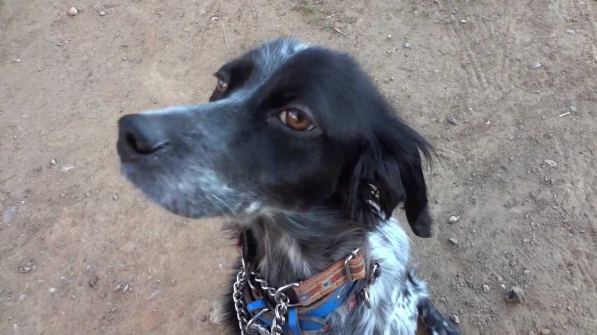 GUNDOG RESCUE CACI　セッター　あんず