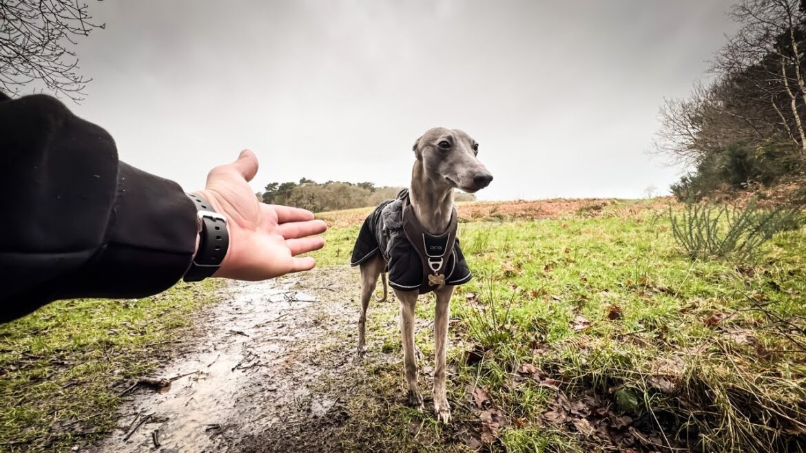 Can You Afford a Dog?