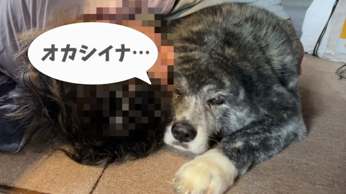 【大型犬】なかなかうまくいかない 秋田犬お菊の朝のお仕事/他１本【虎毛】【akita dog】