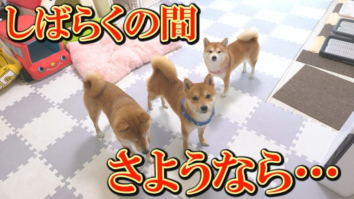 今後２週間、何も出来なくなりました・・・