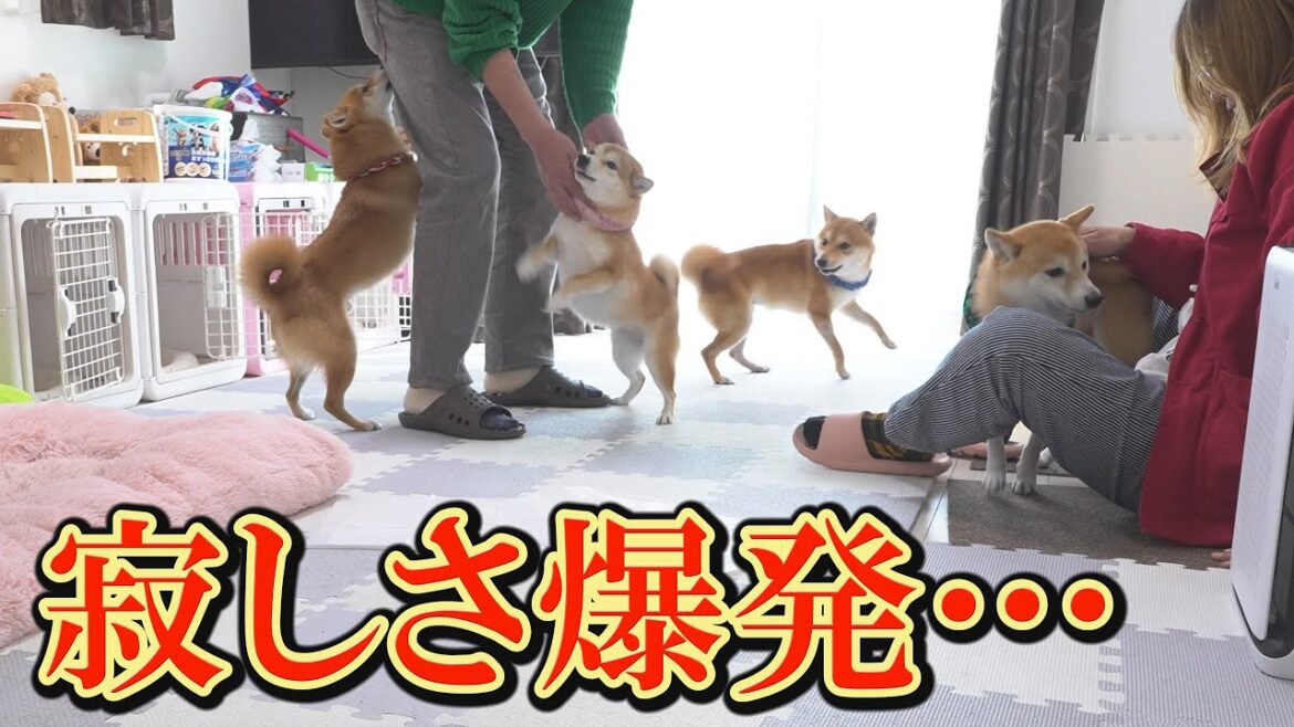 飼い主がいなくなり、寂しさの限界を超えると、柴犬はこうなります・・・ 飼い主がいなくなり、寂しさの限界を超えると、柴犬はこうなります・・・