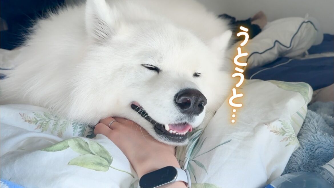 ママを看病するつもりが自分が眠たくなっちゃう犬がかわいすぎました…