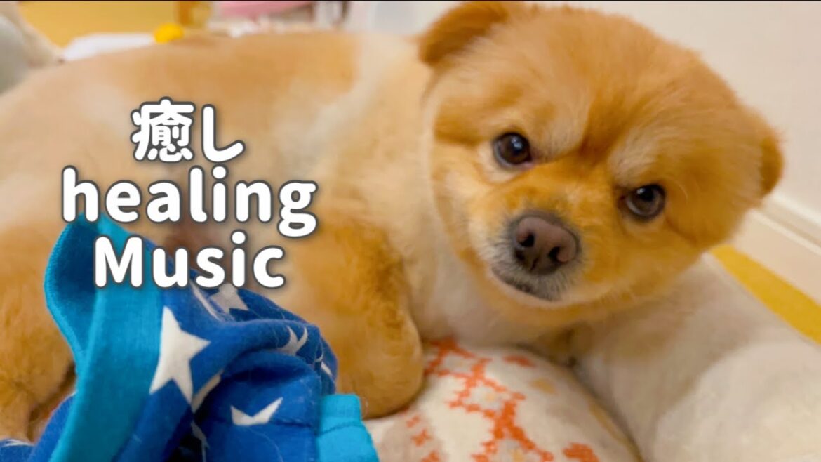 犬も音楽でリラックス｜犬がリラックスするように設計されているBGM2【ストレス解消】#ポメキーのミリちゃん #dog