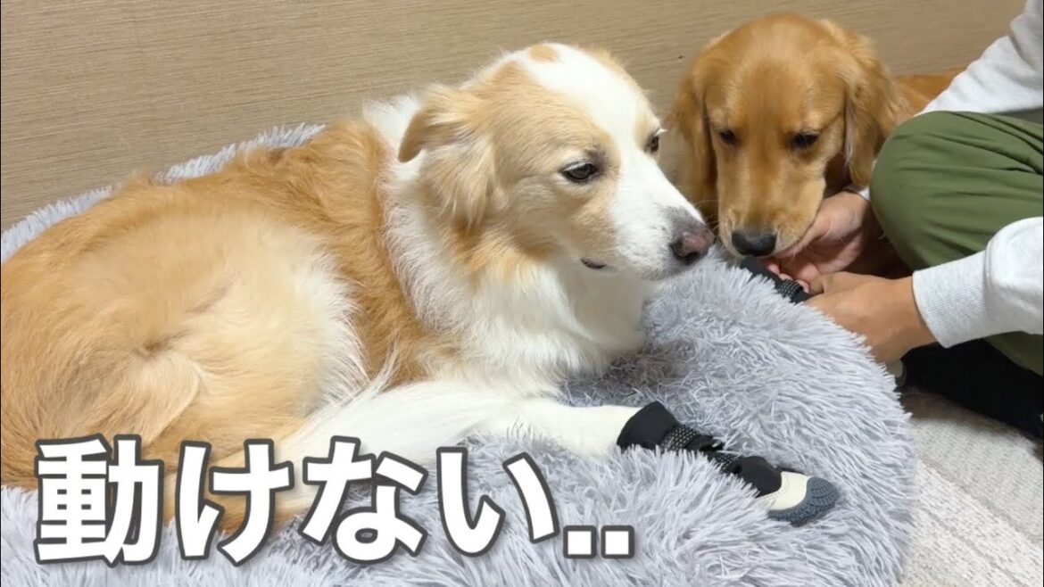 怪我をして動けなくなってしまった犬のために苦渋の決断をしました…【ボーダーコリー•ゴールデンレトリバー】 怪我をして動けなくなってしまった犬のために苦渋の決断をしました...【ボーダーコリー•ゴールデンレトリバー】