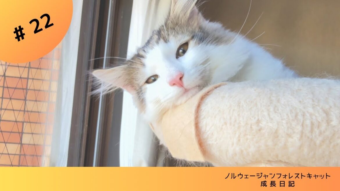 【子猫】キャットタワーの上に乗れました #ノルウェージャンフォレストキャット #子猫