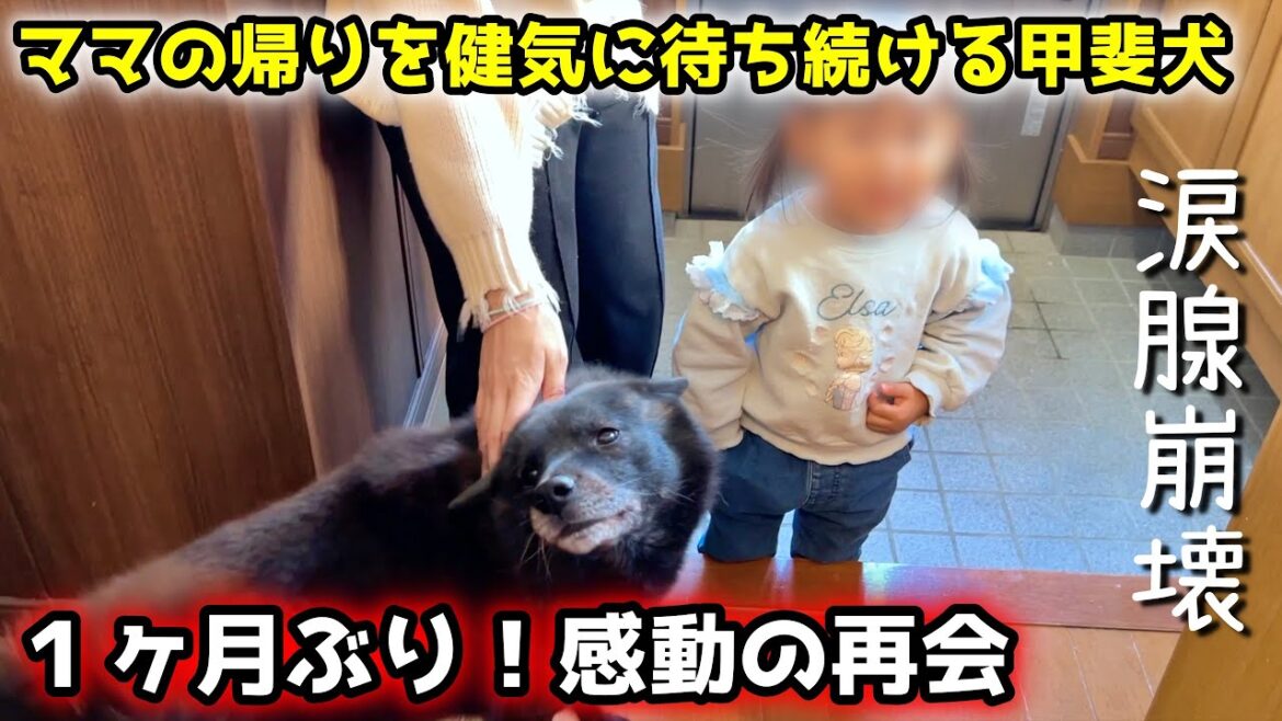 【感動の再会】いなくなったママを健気に待ち続ける甲斐犬が切なすぎる