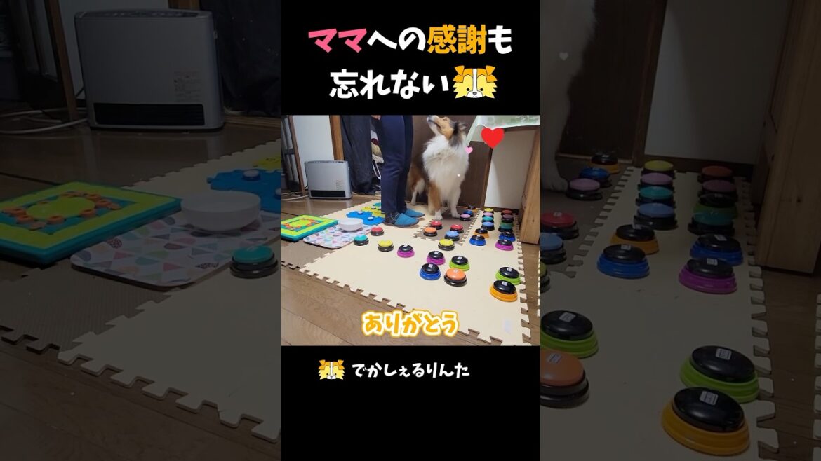 ママへの感謝も忘れないシェルティ【会話ボタンでしゃべる犬】 #shorts #dog