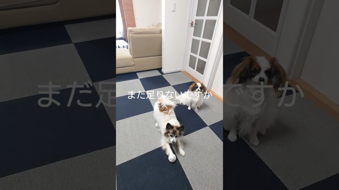 要求が激しめないっぬ #ベル #パピヨン #犬のいる生活